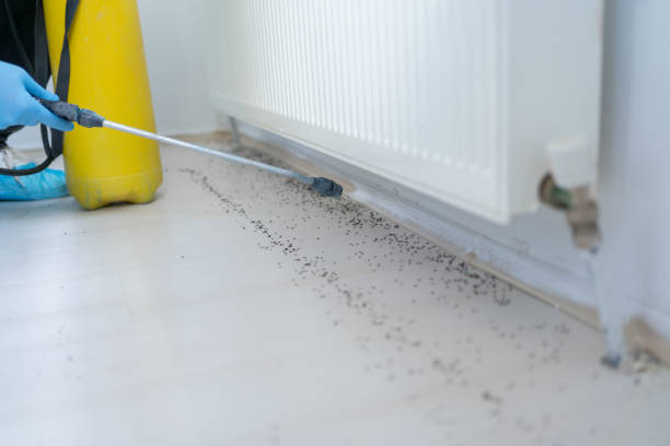 Wasp Removal Services in Glastonbury Center, CT